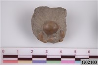 藏品(螃蟹(臺灣玉蟹))的圖片